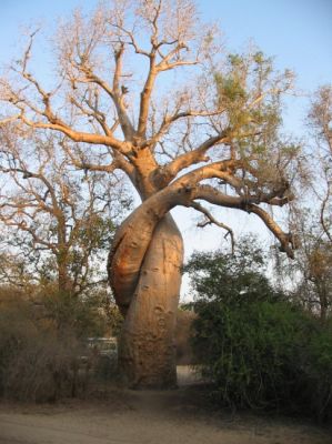 Arbre